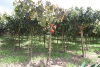 La asistencia técnica internacional servirá para mejorar la producción de frutales en las provincias que pertenecen a la Mancomunidad del Norte del Ecuador.