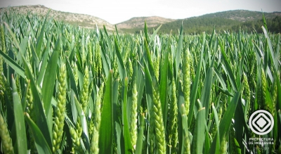 Cultivos de cebada benefician a familias productoras