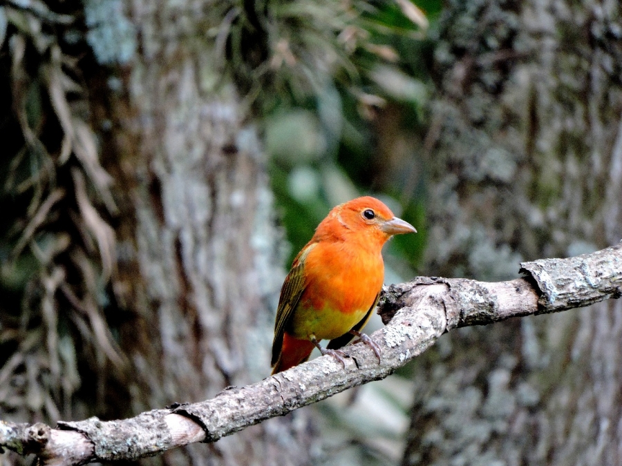 Los amantes de la naturaleza y las aves podrán participar en esta interesante jornada que contribuye a fomentar estudios ornitológicos.