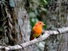 Los amantes de la naturaleza y las aves podrán participar en esta interesante jornada que contribuye a fomentar estudios ornitológicos.