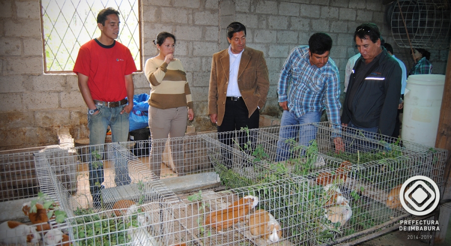 El Prefecto de Imbabura, Pablo Jurado, visita los criaderos de cuyes implementados por las familias con el apoyo del proyecto.