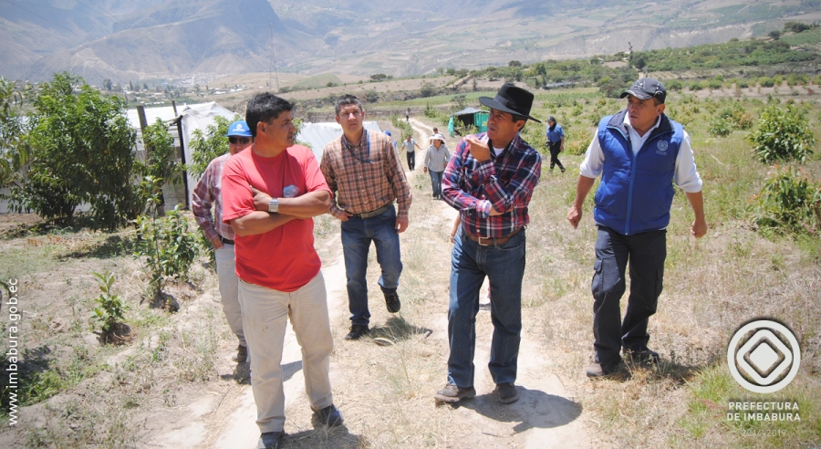 El Prefecto Pablo Jurado en compañía de los agricultores de Pimampiro recorre los terrenos que son parte del proyecto. 