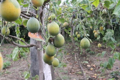 Las obras de riego permitirán potenciar la actividad agrícola en la provincia.