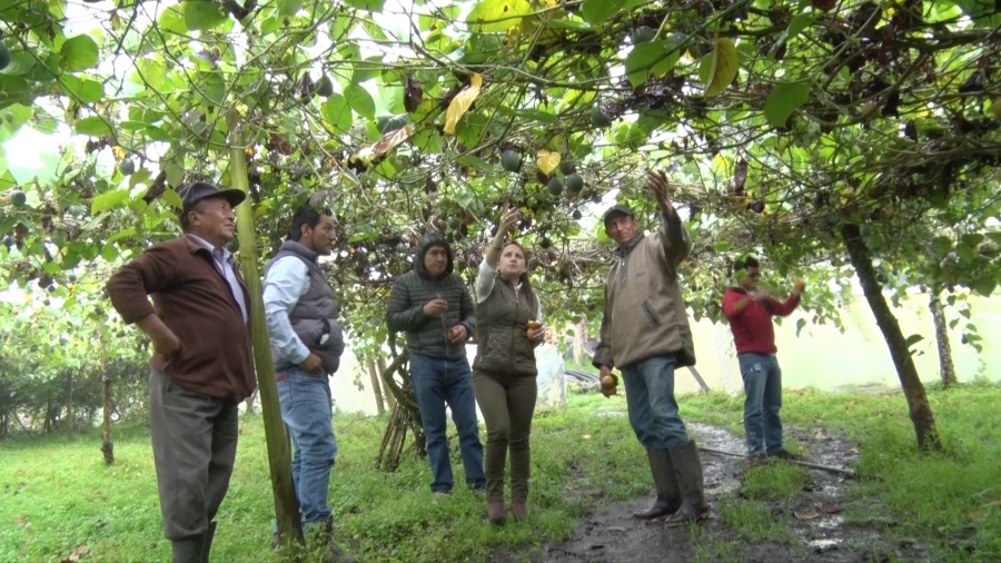 La prefecta subrogante de Imbabura, María Gabriela Jaramillo, visita una de las granjas en donde se cultiva granadilla en la comunidad Cazarpamba.
