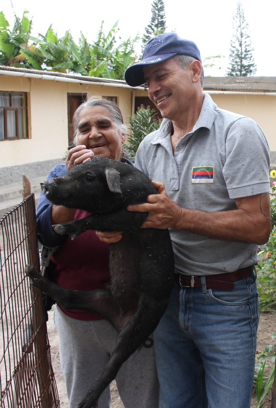 En la parroquia Tumbabiro del cantón Urcuquí, varias familias se integraron al proyecto de crianza del cerdo ibérico.